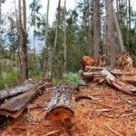México enfrenta retos para hacer cumplir la legislación ambiental, advierten en el Día Mundial del Medio Ambiente