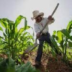 Frijol caro en la mesa y barato en el campo: alertan por crisis en productores