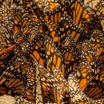 Mariposa monarca ocupa 64% más de superficie de bosque en México