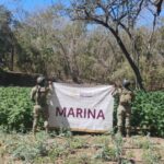 Marina destruye plantíos de marihuana e incauta 4 mil litros de precursores químicos en Sinaloa