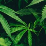 Sin pruebas de que el cannabis medicinal sea eficaz para depresión o ansiedad