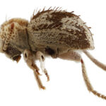 Descubren una nueva especie de ‘escarabajo araña’ en reserva de la costa sur de Perú