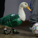 IMPI aclara a quién pertenece la marca del pato Merlín