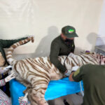 Clausuran Animal Experience tras escape y muerte del tigre de Bengala ‘Kenzo’ en Edomex