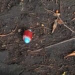 Suman 4 perros muertos por envenenamiento en Parque España; hallan cebos con insecticida